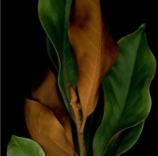 Black Pumpkin & Mystic Leaves